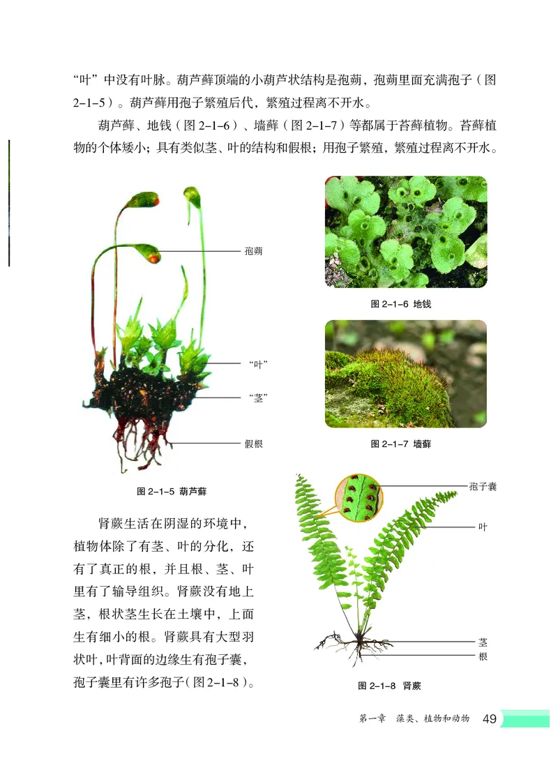 冀少版7年级生物上册高清教材_4-教培资料-26年最新资料-同步更新_初中高中教资_03科三专项（进去保存报考的学科即可）_02科三专项（笔记真题思维导图教学设计版本二）