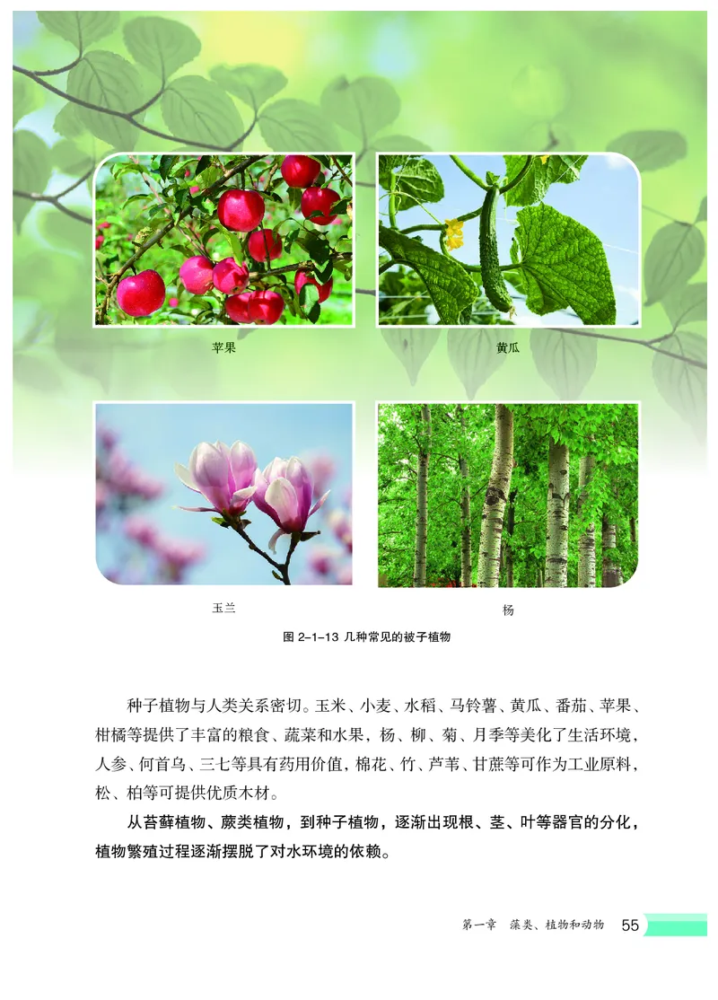 冀少版7年级生物上册高清教材_4-教培资料-26年最新资料-同步更新_初中高中教资_03科三专项（进去保存报考的学科即可）_02科三专项（笔记真题思维导图教学设计版本二）