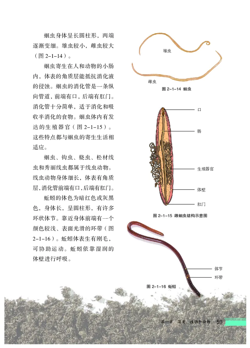 冀少版7年级生物上册高清教材_4-教培资料-26年最新资料-同步更新_初中高中教资_03科三专项（进去保存报考的学科即可）_02科三专项（笔记真题思维导图教学设计版本二）