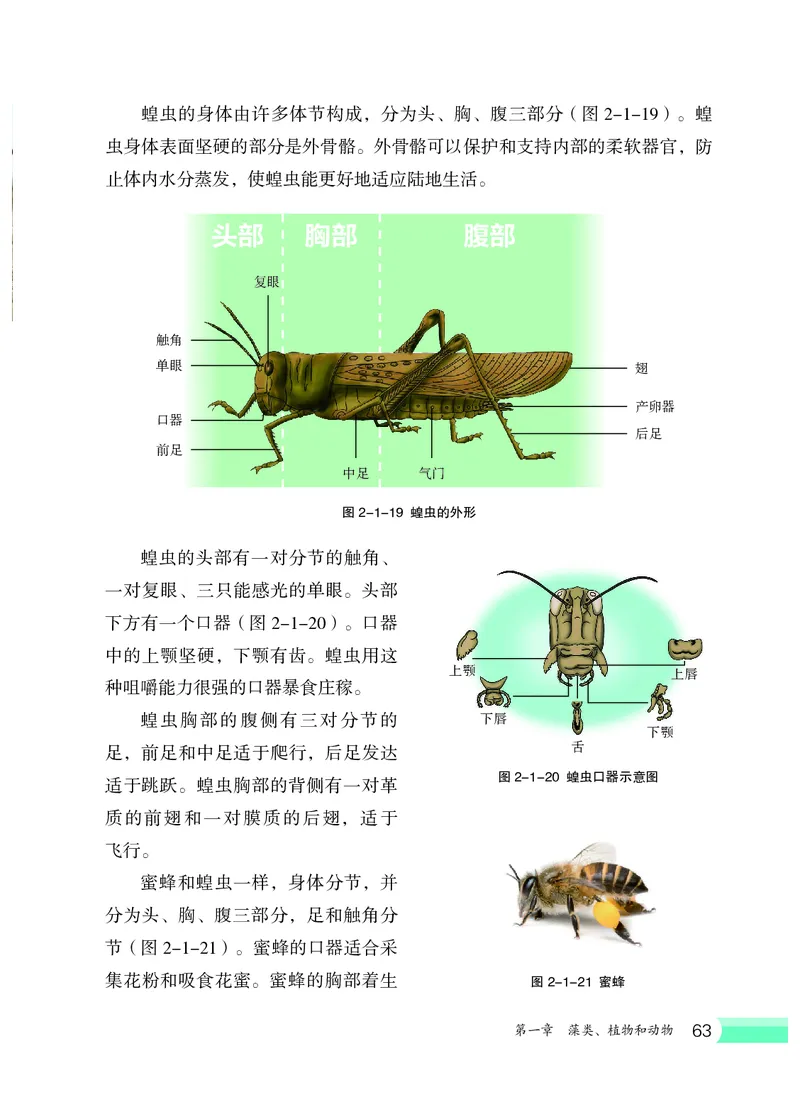 冀少版7年级生物上册高清教材_4-教培资料-26年最新资料-同步更新_初中高中教资_03科三专项（进去保存报考的学科即可）_02科三专项（笔记真题思维导图教学设计版本二）