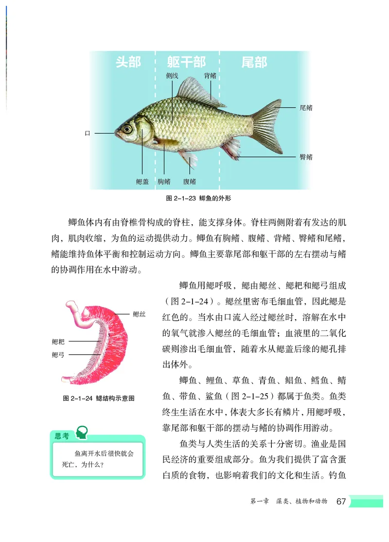 冀少版7年级生物上册高清教材_4-教培资料-26年最新资料-同步更新_初中高中教资_03科三专项（进去保存报考的学科即可）_02科三专项（笔记真题思维导图教学设计版本二）