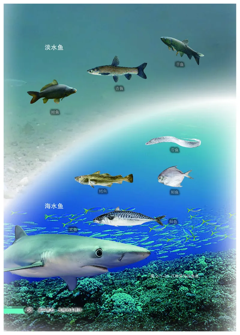 冀少版7年级生物上册高清教材_4-教培资料-26年最新资料-同步更新_初中高中教资_03科三专项（进去保存报考的学科即可）_02科三专项（笔记真题思维导图教学设计版本二）