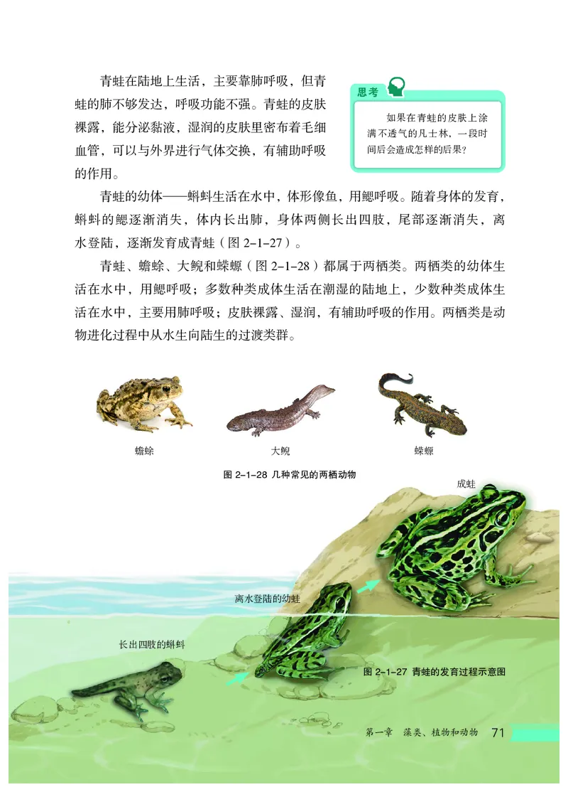 冀少版7年级生物上册高清教材_4-教培资料-26年最新资料-同步更新_初中高中教资_03科三专项（进去保存报考的学科即可）_02科三专项（笔记真题思维导图教学设计版本二）