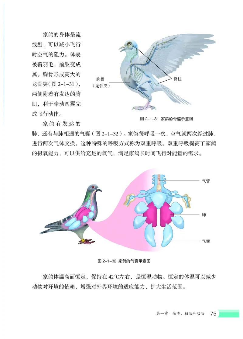 冀少版7年级生物上册高清教材_4-教培资料-26年最新资料-同步更新_初中高中教资_03科三专项（进去保存报考的学科即可）_02科三专项（笔记真题思维导图教学设计版本二）
