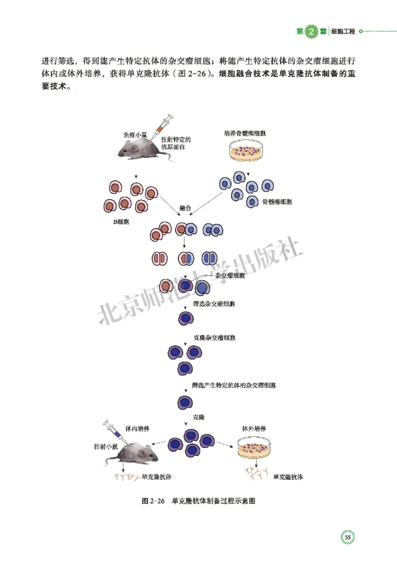 北师大生物选修3高清教材_4-教培资料-26年最新资料-同步更新_初中高中教资_03科三专项（进去保存报考的学科即可）_02科三专项（笔记真题思维导图教学设计版本二）