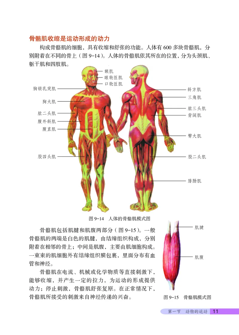 北京版8年级生物上册高清教材_4-教培资料-26年最新资料-同步更新_初中高中教资_03科三专项（进去保存报考的学科即可）_02科三专项（笔记真题思维导图教学设计版本二）