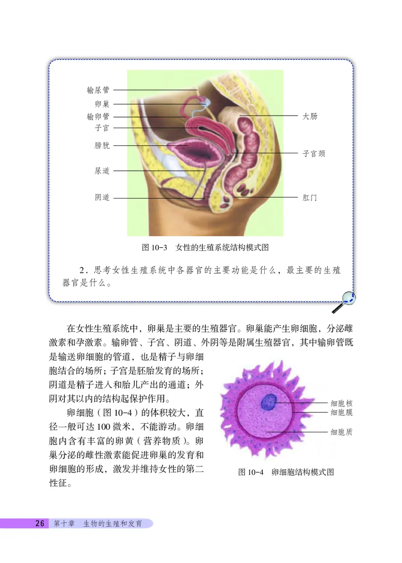 北京版8年级生物上册高清教材_4-教培资料-26年最新资料-同步更新_初中高中教资_03科三专项（进去保存报考的学科即可）_02科三专项（笔记真题思维导图教学设计版本二）