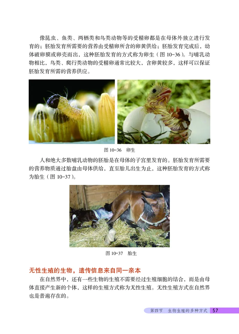 北京版8年级生物上册高清教材_4-教培资料-26年最新资料-同步更新_初中高中教资_03科三专项（进去保存报考的学科即可）_02科三专项（笔记真题思维导图教学设计版本二）