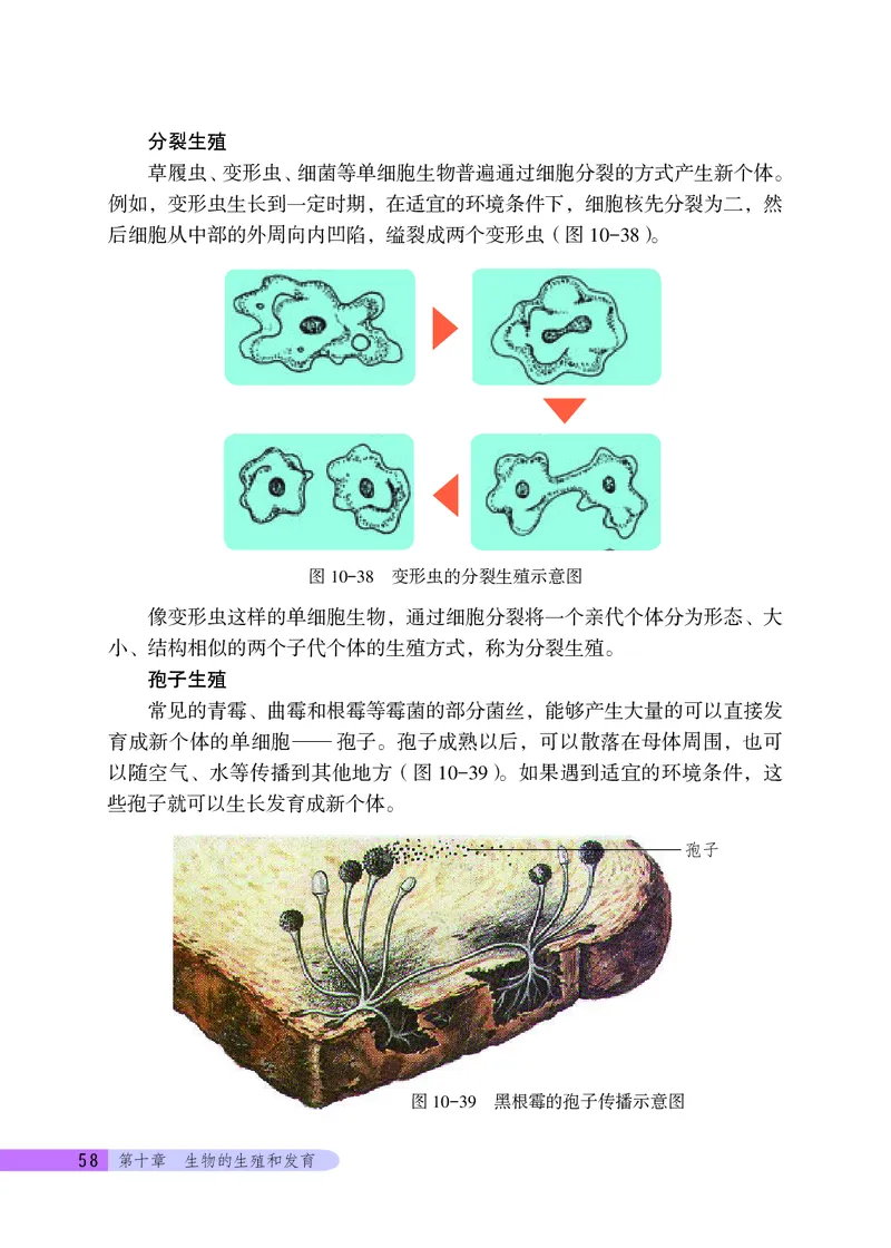 北京版8年级生物上册高清教材_4-教培资料-26年最新资料-同步更新_初中高中教资_03科三专项（进去保存报考的学科即可）_02科三专项（笔记真题思维导图教学设计版本二）