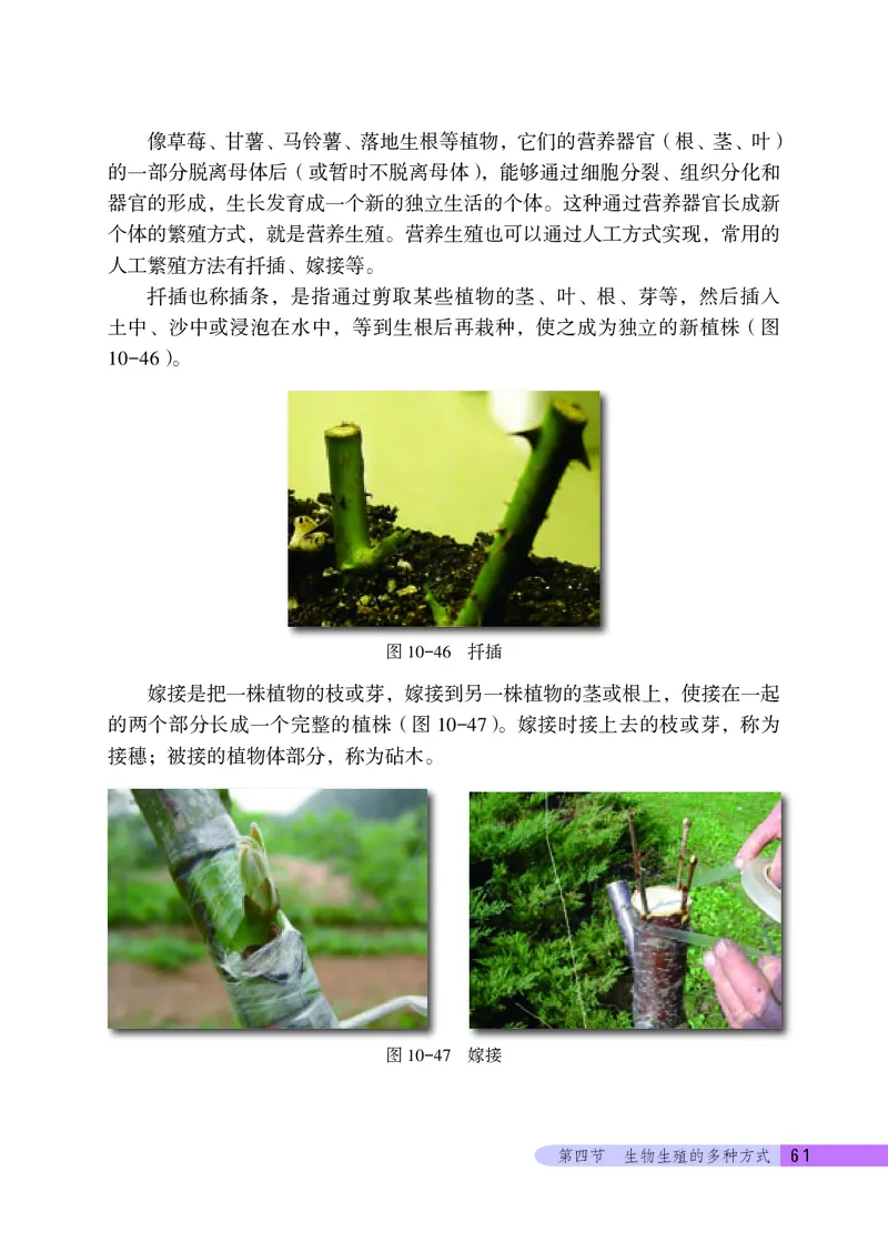 北京版8年级生物上册高清教材_4-教培资料-26年最新资料-同步更新_初中高中教资_03科三专项（进去保存报考的学科即可）_02科三专项（笔记真题思维导图教学设计版本二）