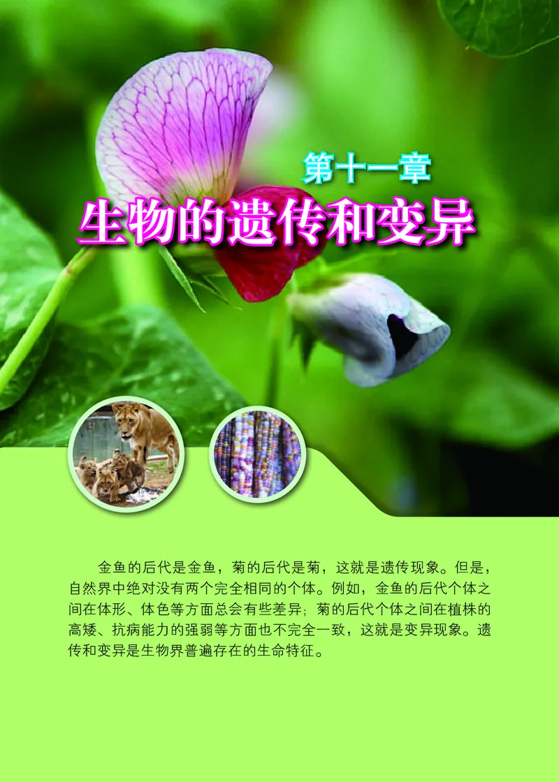 北京版8年级生物上册高清教材_4-教培资料-26年最新资料-同步更新_初中高中教资_03科三专项（进去保存报考的学科即可）_02科三专项（笔记真题思维导图教学设计版本二）