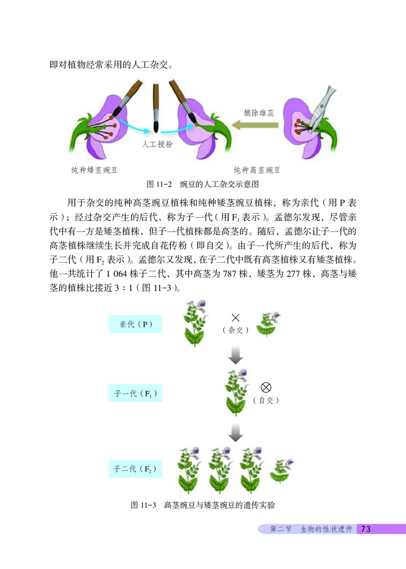 北京版8年级生物上册高清教材_4-教培资料-26年最新资料-同步更新_初中高中教资_03科三专项（进去保存报考的学科即可）_02科三专项（笔记真题思维导图教学设计版本二）