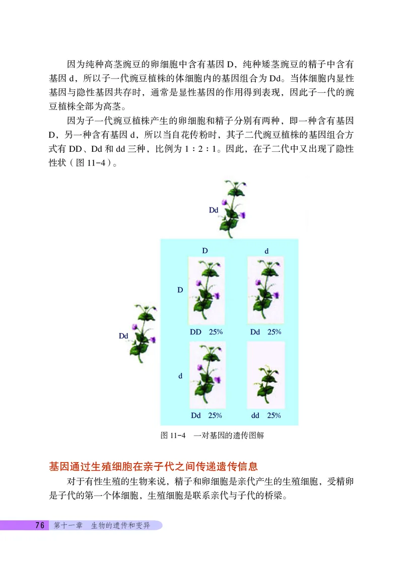 北京版8年级生物上册高清教材_4-教培资料-26年最新资料-同步更新_初中高中教资_03科三专项（进去保存报考的学科即可）_02科三专项（笔记真题思维导图教学设计版本二）