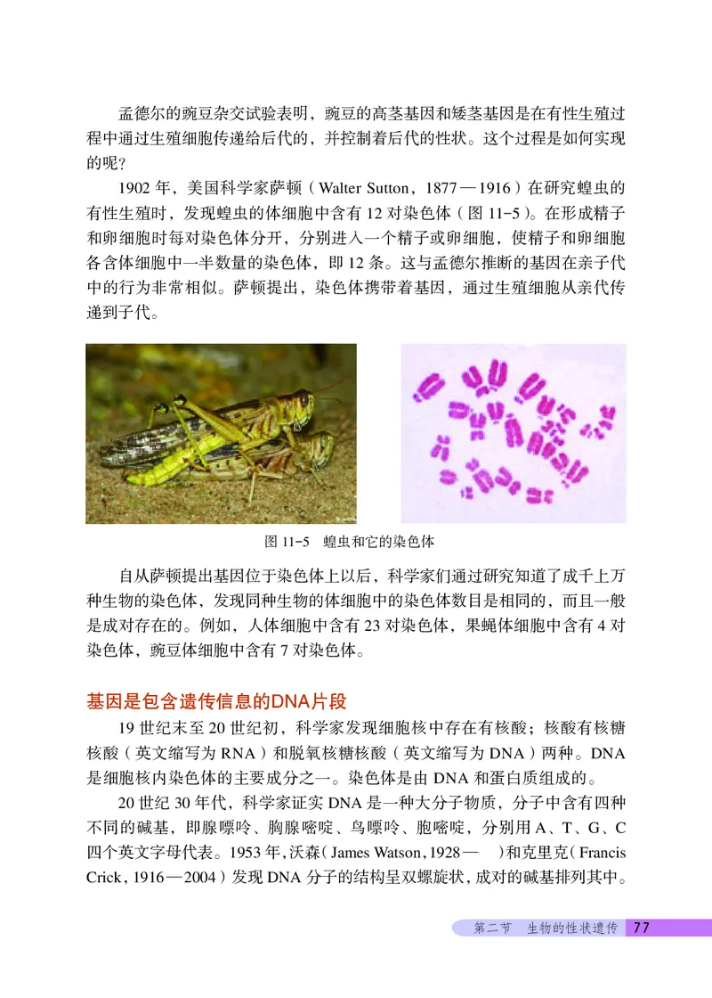 北京版8年级生物上册高清教材_4-教培资料-26年最新资料-同步更新_初中高中教资_03科三专项（进去保存报考的学科即可）_02科三专项（笔记真题思维导图教学设计版本二）