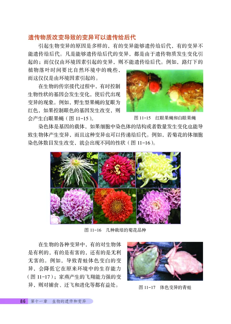 北京版8年级生物上册高清教材_4-教培资料-26年最新资料-同步更新_初中高中教资_03科三专项（进去保存报考的学科即可）_02科三专项（笔记真题思维导图教学设计版本二）