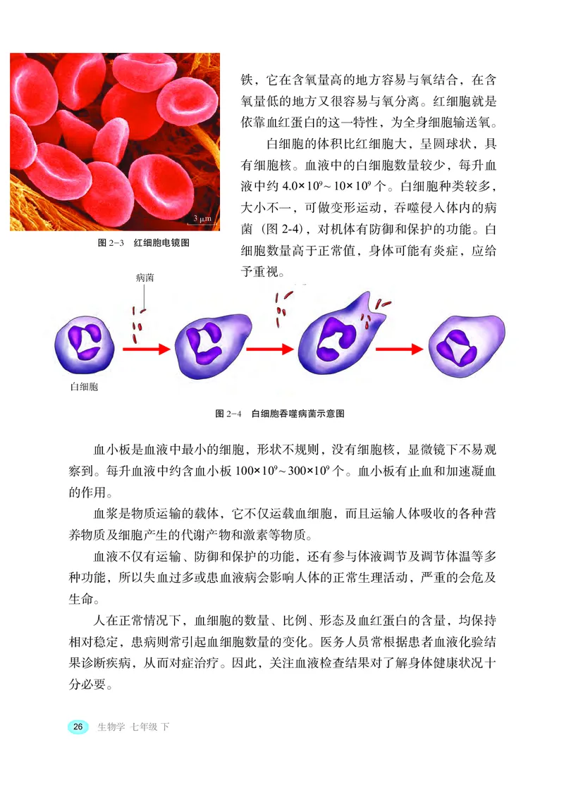 冀少版7年级生物下册高清教材_4-教培资料-26年最新资料-同步更新_初中高中教资_03科三专项（进去保存报考的学科即可）_02科三专项（笔记真题思维导图教学设计版本二）