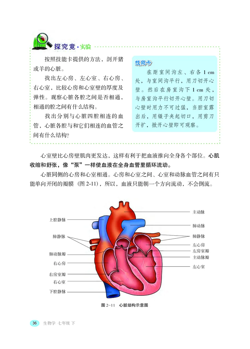 冀少版7年级生物下册高清教材_4-教培资料-26年最新资料-同步更新_初中高中教资_03科三专项（进去保存报考的学科即可）_02科三专项（笔记真题思维导图教学设计版本二）