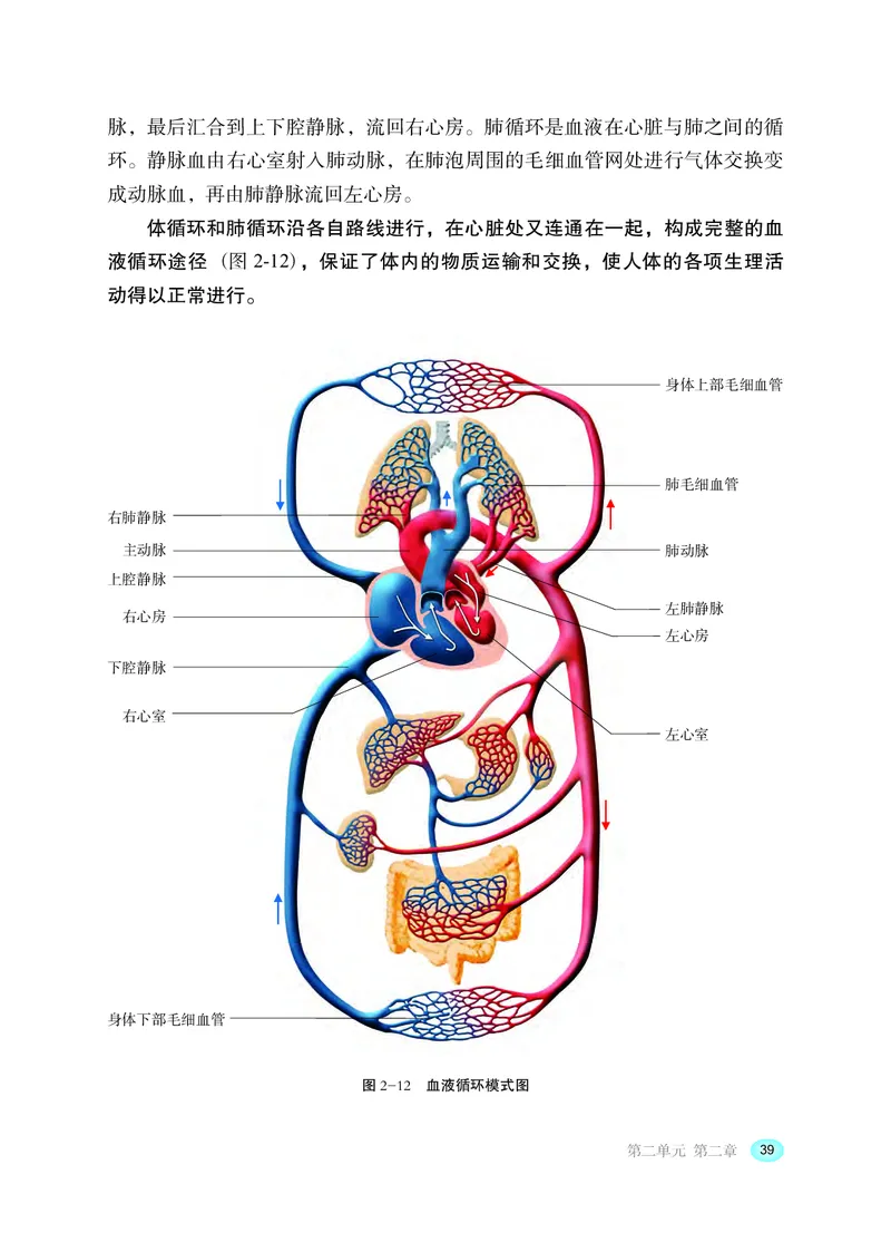 冀少版7年级生物下册高清教材_4-教培资料-26年最新资料-同步更新_初中高中教资_03科三专项（进去保存报考的学科即可）_02科三专项（笔记真题思维导图教学设计版本二）