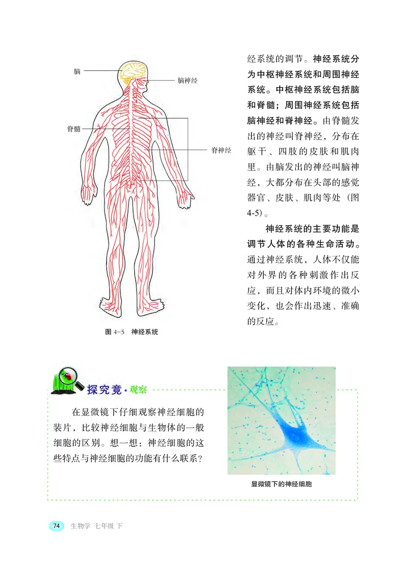 冀少版7年级生物下册高清教材_4-教培资料-26年最新资料-同步更新_初中高中教资_03科三专项（进去保存报考的学科即可）_02科三专项（笔记真题思维导图教学设计版本二）