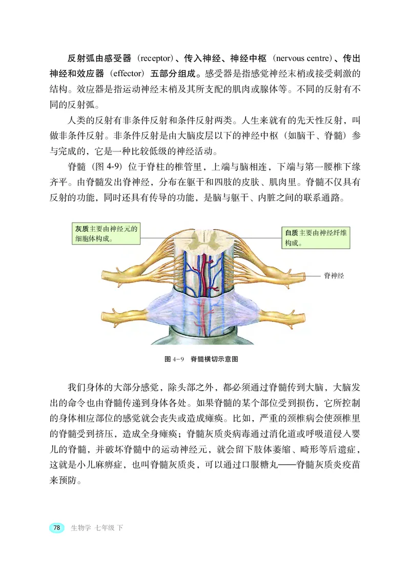 冀少版7年级生物下册高清教材_4-教培资料-26年最新资料-同步更新_初中高中教资_03科三专项（进去保存报考的学科即可）_02科三专项（笔记真题思维导图教学设计版本二）