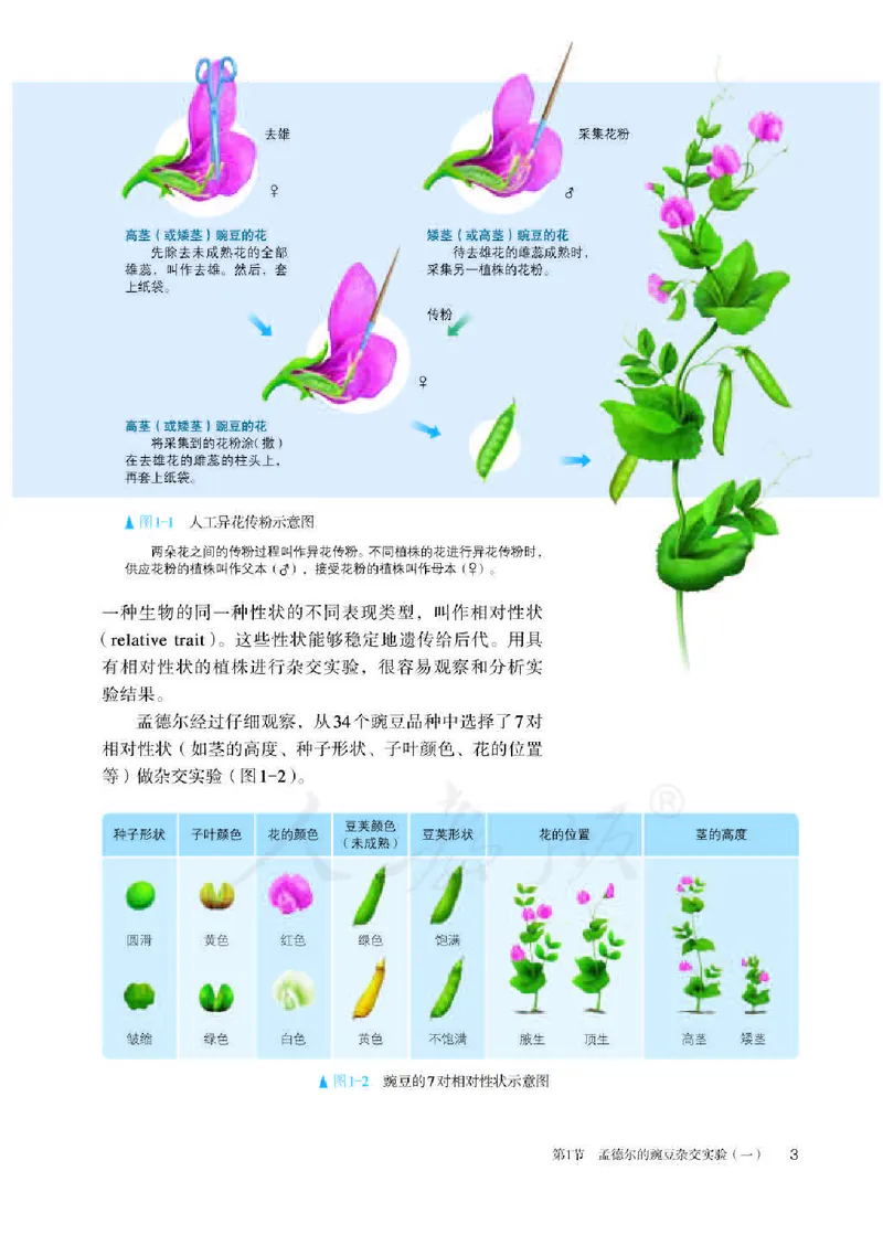 人教版生物必修2高清教材_4-教培资料-26年最新资料-同步更新_初中高中教资_03科三专项（进去保存报考的学科即可）_02科三专项（笔记真题思维导图教学设计版本二）