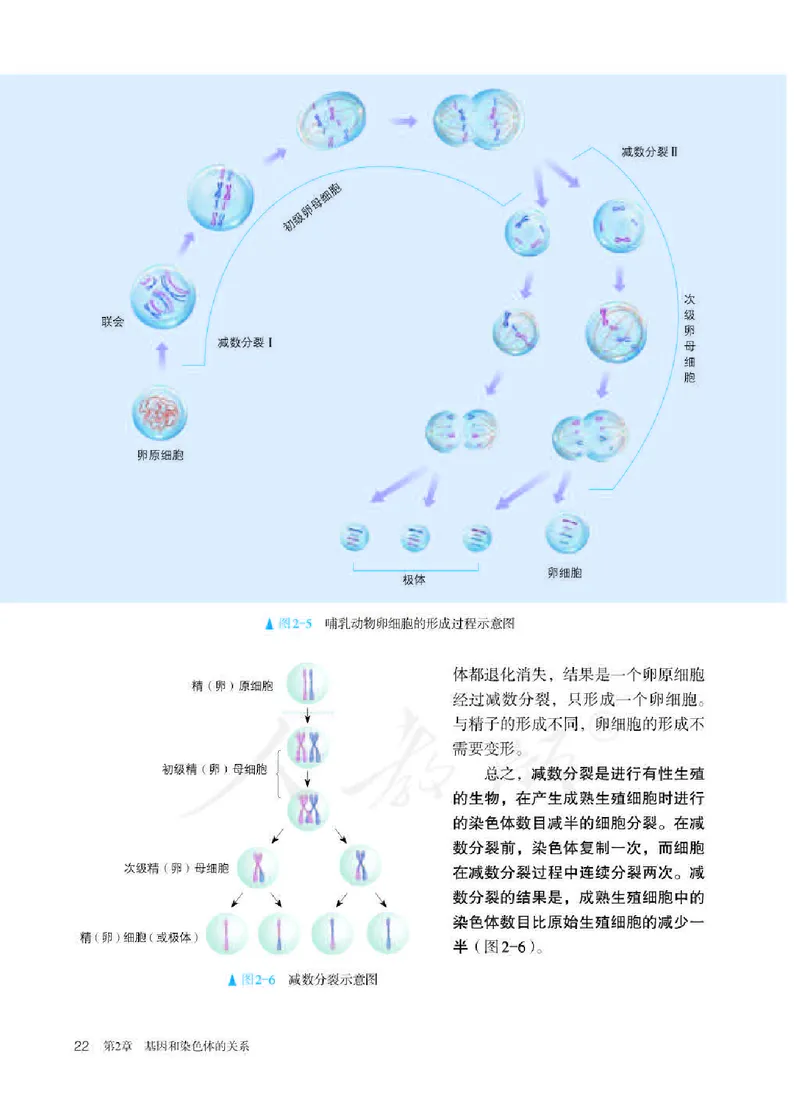 人教版生物必修2高清教材_4-教培资料-26年最新资料-同步更新_初中高中教资_03科三专项（进去保存报考的学科即可）_02科三专项（笔记真题思维导图教学设计版本二）