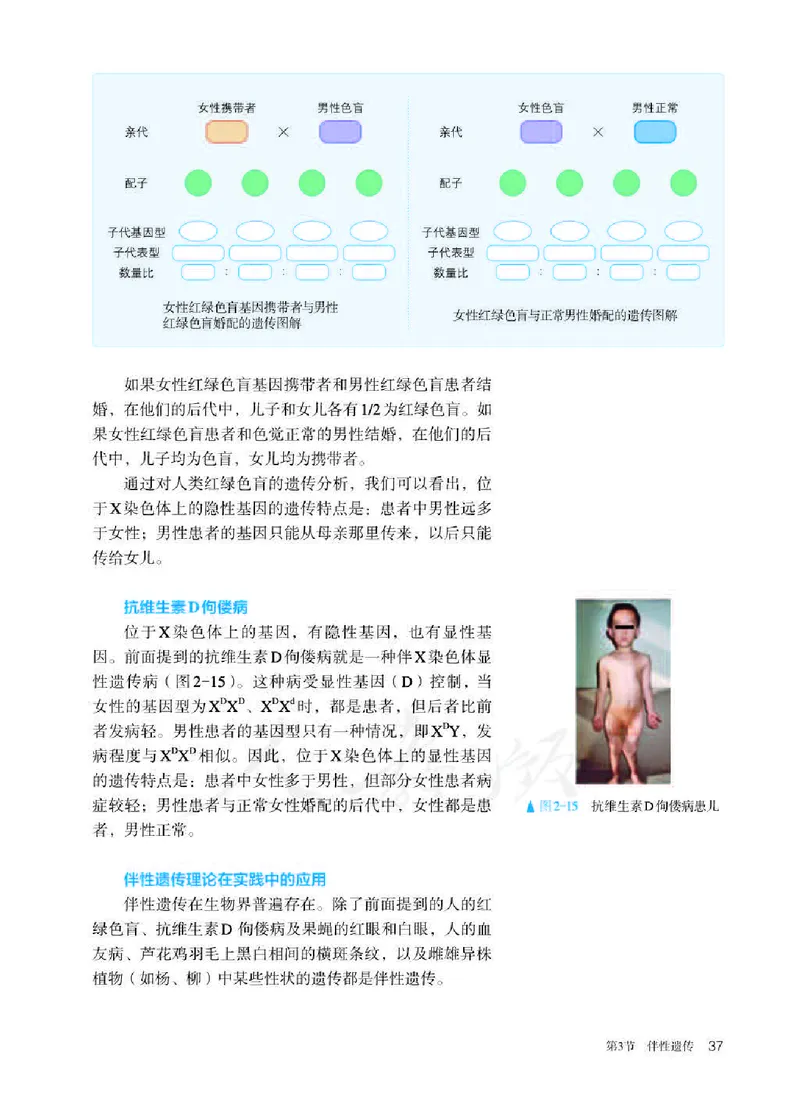 人教版生物必修2高清教材_4-教培资料-26年最新资料-同步更新_初中高中教资_03科三专项（进去保存报考的学科即可）_02科三专项（笔记真题思维导图教学设计版本二）