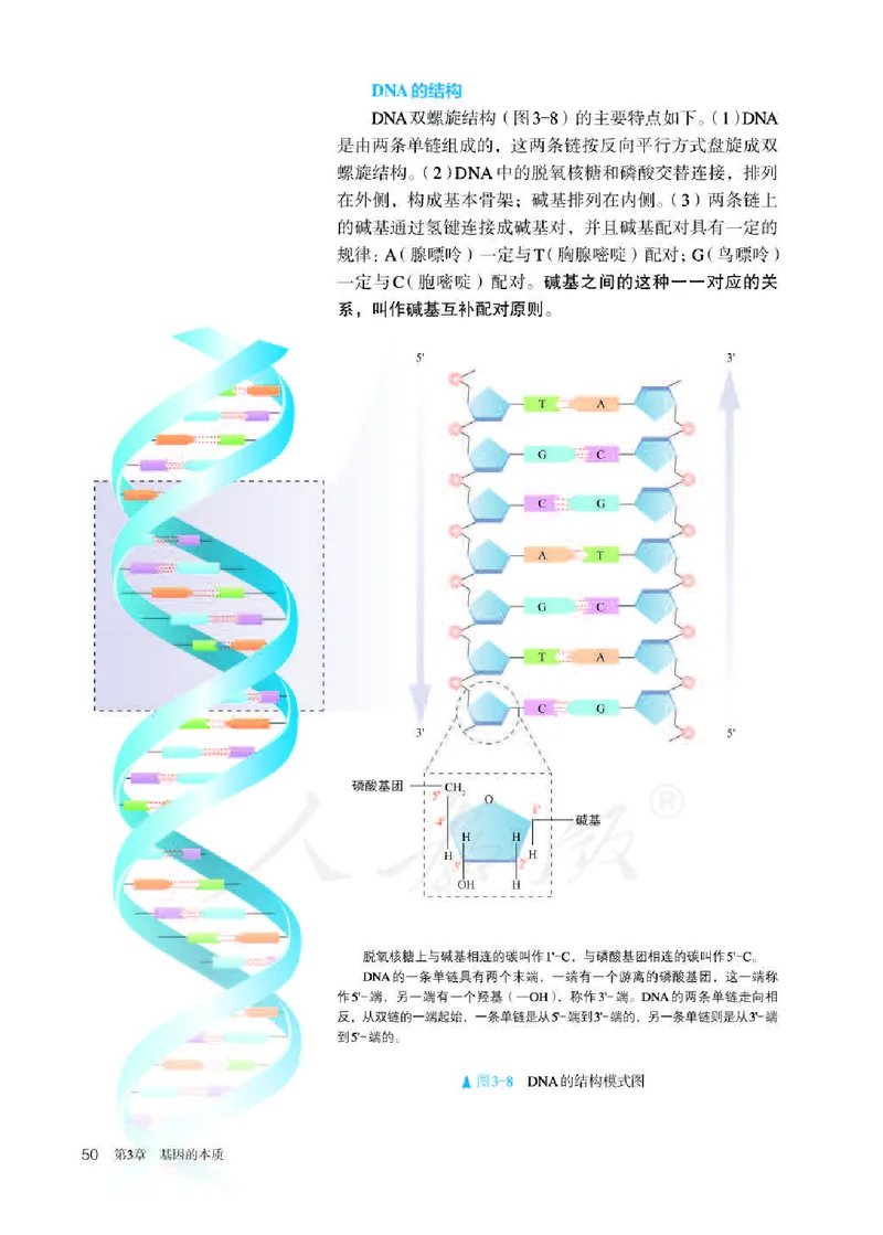人教版生物必修2高清教材_4-教培资料-26年最新资料-同步更新_初中高中教资_03科三专项（进去保存报考的学科即可）_02科三专项（笔记真题思维导图教学设计版本二）