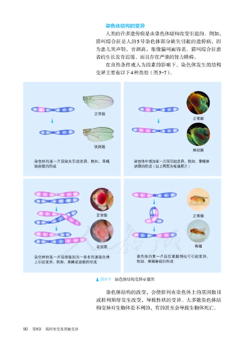 人教版生物必修2高清教材_4-教培资料-26年最新资料-同步更新_初中高中教资_03科三专项（进去保存报考的学科即可）_02科三专项（笔记真题思维导图教学设计版本二）