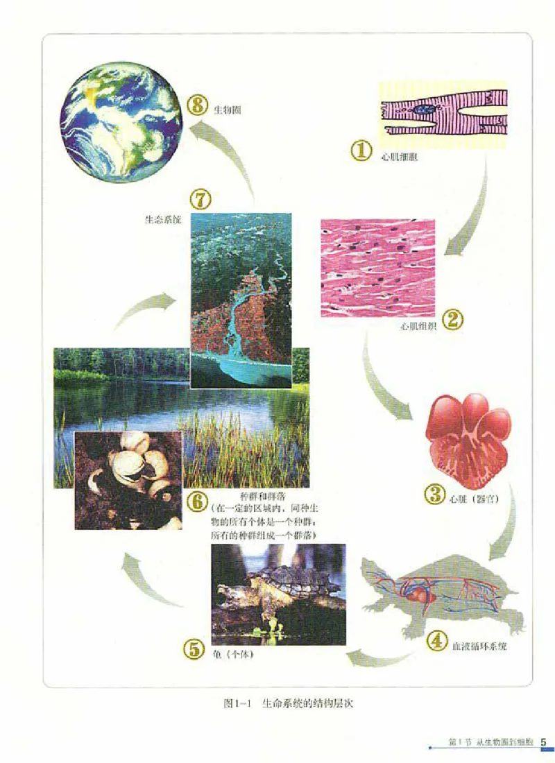 人教版高中生物必修1分子与细胞_4-教培资料-26年最新资料-同步更新_初中高中教资_03科三专项（进去保存报考的学科即可）_02科三专项（笔记真题思维导图教学设计版本二）