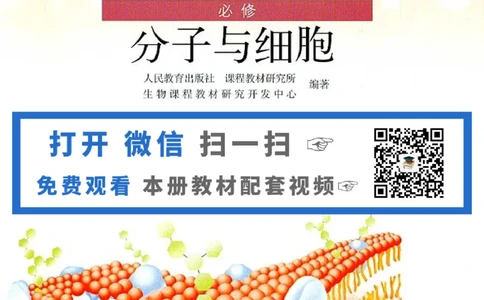 人教版高中生物必修1分子与细胞_4-教培资料-26年最新资料-同步更新_初中高中教资_03科三专项（进去保存报考的学科即可）_02科三专项（笔记真题思维导图教学设计版本二）