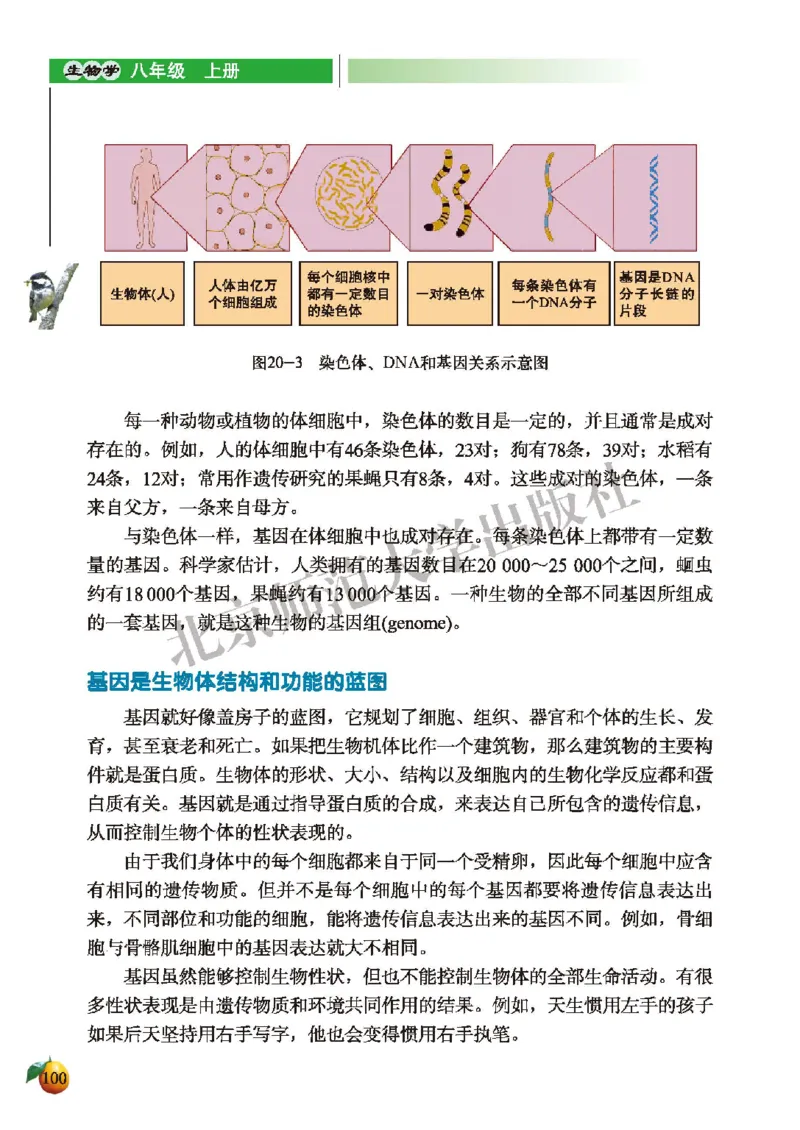 北师大8年级生物上册高清教材_4-教培资料-26年最新资料-同步更新_初中高中教资_03科三专项（进去保存报考的学科即可）_02科三专项（笔记真题思维导图教学设计版本二）