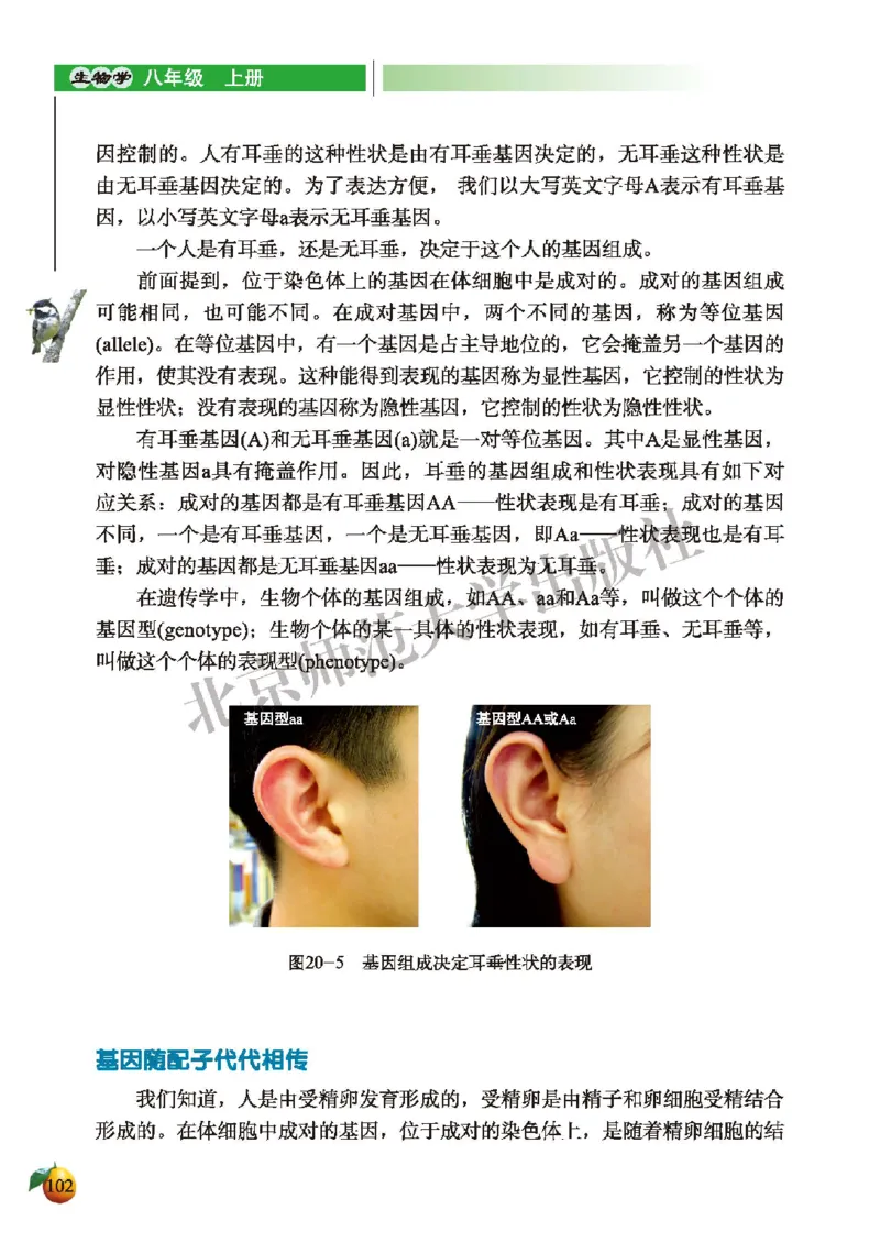 北师大8年级生物上册高清教材_4-教培资料-26年最新资料-同步更新_初中高中教资_03科三专项（进去保存报考的学科即可）_02科三专项（笔记真题思维导图教学设计版本二）