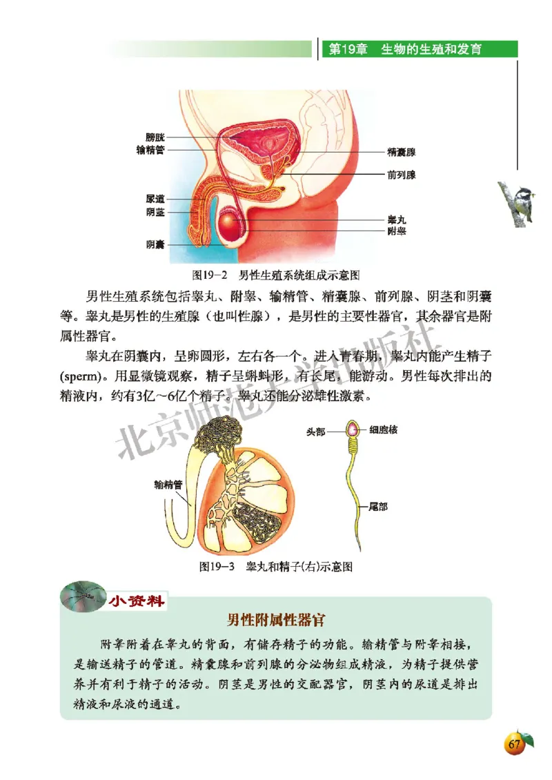 北师大8年级生物上册高清教材_4-教培资料-26年最新资料-同步更新_初中高中教资_03科三专项（进去保存报考的学科即可）_02科三专项（笔记真题思维导图教学设计版本二）