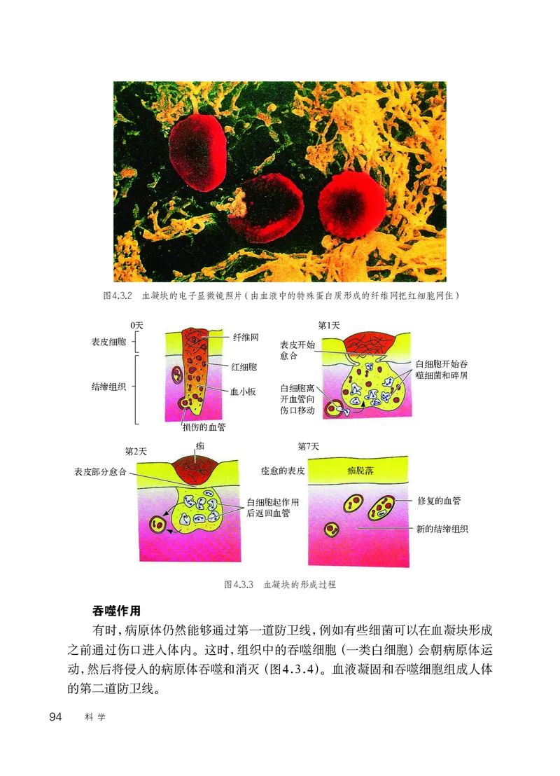 华师大9年级科学下册高清教材_4-教培资料-26年最新资料-同步更新_初中高中教资_03科三专项（进去保存报考的学科即可）_02科三专项（笔记真题思维导图教学设计版本二）