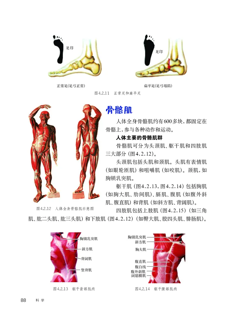 华师大9年级科学下册高清教材_4-教培资料-26年最新资料-同步更新_初中高中教资_03科三专项（进去保存报考的学科即可）_02科三专项（笔记真题思维导图教学设计版本二）