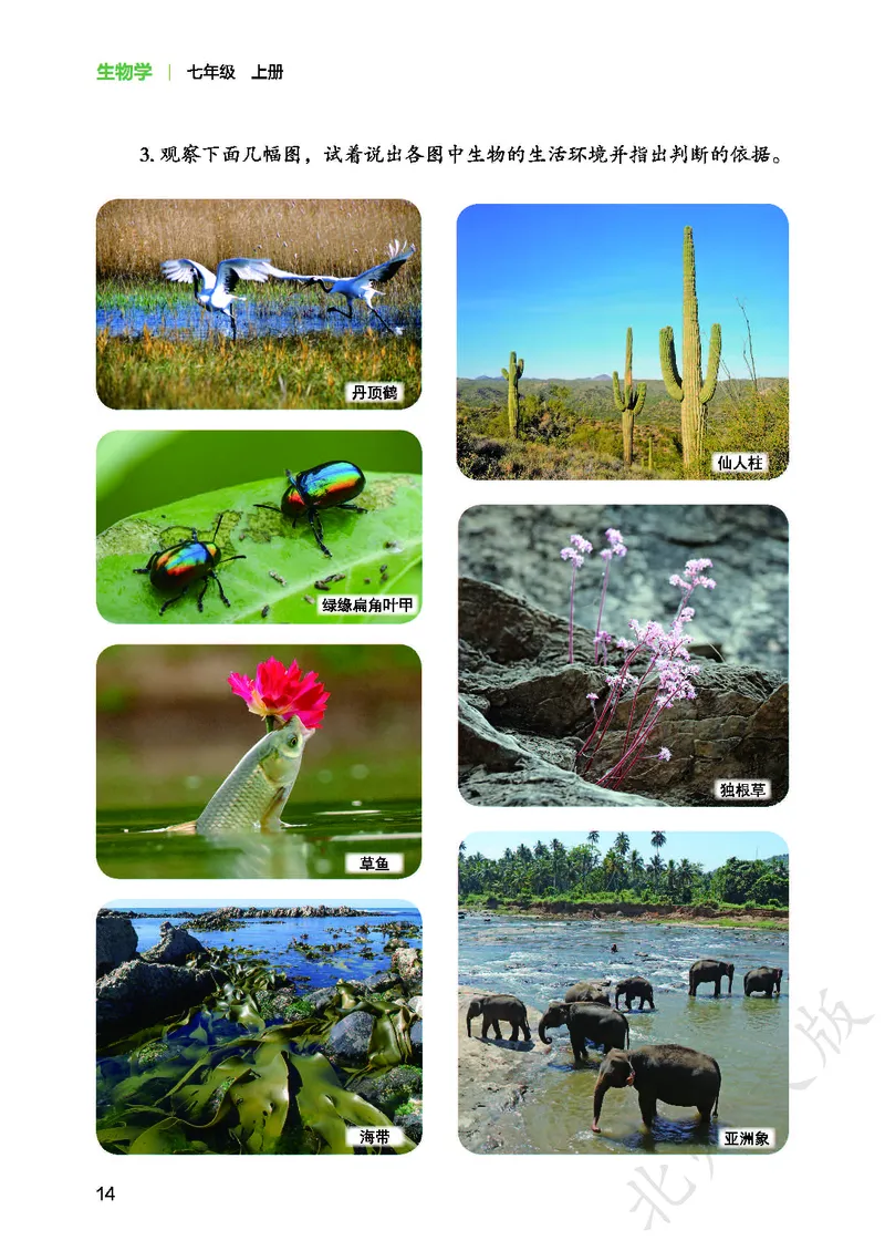 北师大7年级生物上册高清教材_4-教培资料-26年最新资料-同步更新_初中高中教资_03科三专项（进去保存报考的学科即可）_02科三专项（笔记真题思维导图教学设计版本二）