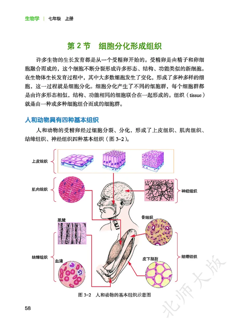 北师大7年级生物上册高清教材_4-教培资料-26年最新资料-同步更新_初中高中教资_03科三专项（进去保存报考的学科即可）_02科三专项（笔记真题思维导图教学设计版本二）