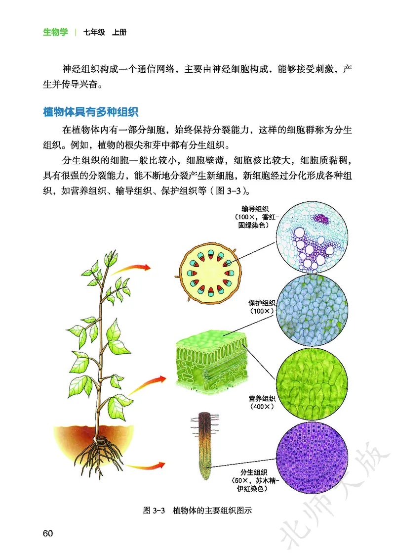 北师大7年级生物上册高清教材_4-教培资料-26年最新资料-同步更新_初中高中教资_03科三专项（进去保存报考的学科即可）_02科三专项（笔记真题思维导图教学设计版本二）