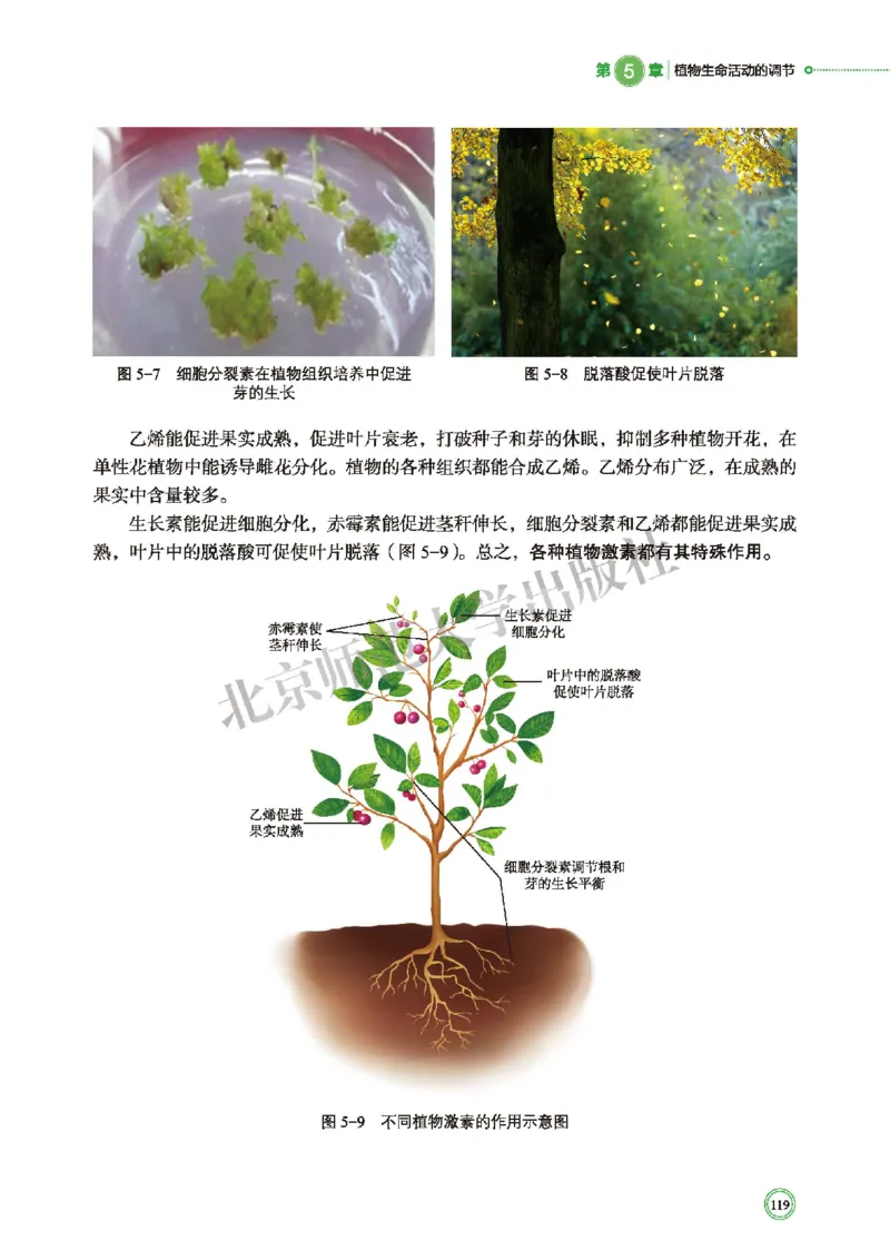 北师大生物选修1高清教材_4-教培资料-26年最新资料-同步更新_初中高中教资_03科三专项（进去保存报考的学科即可）_02科三专项（笔记真题思维导图教学设计版本二）