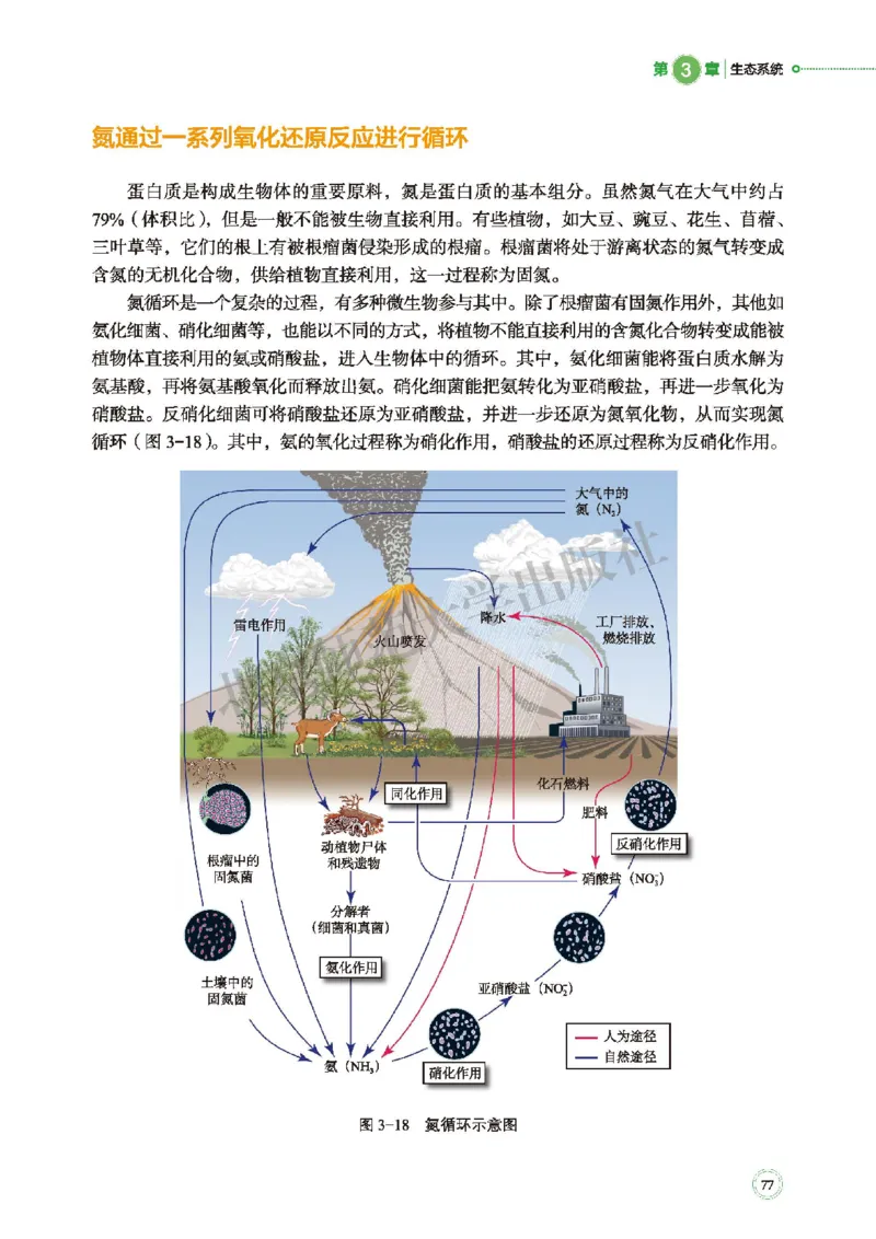 北师大生物选修2高清教材_4-教培资料-26年最新资料-同步更新_初中高中教资_03科三专项（进去保存报考的学科即可）_02科三专项（笔记真题思维导图教学设计版本二）