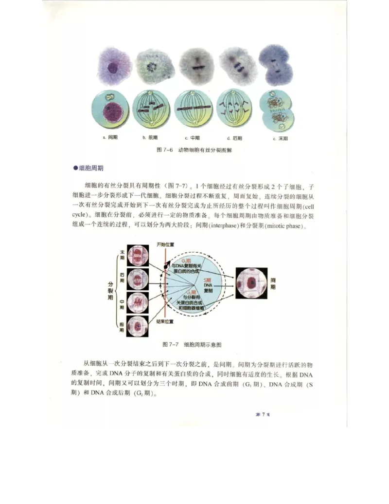 北师大版高中生物必修1电子课本_4-教培资料-26年最新资料-同步更新_初中高中教资_03科三专项（进去保存报考的学科即可）_02科三专项（笔记真题思维导图教学设计版本二）