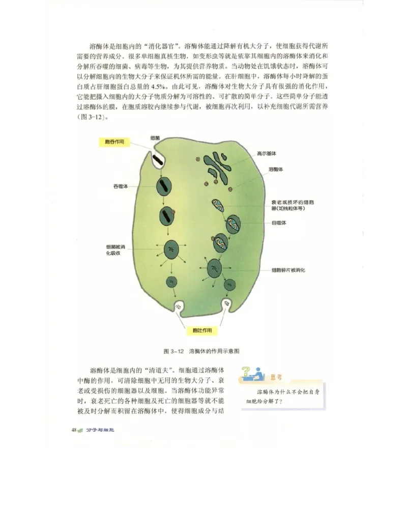 北师大版高中生物必修1电子课本_4-教培资料-26年最新资料-同步更新_初中高中教资_03科三专项（进去保存报考的学科即可）_02科三专项（笔记真题思维导图教学设计版本二）