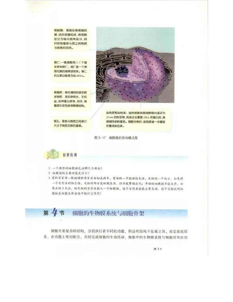 北师大版高中生物必修1电子课本_4-教培资料-26年最新资料-同步更新_初中高中教资_03科三专项（进去保存报考的学科即可）_02科三专项（笔记真题思维导图教学设计版本二）