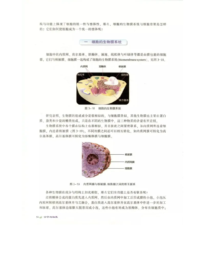 北师大版高中生物必修1电子课本_4-教培资料-26年最新资料-同步更新_初中高中教资_03科三专项（进去保存报考的学科即可）_02科三专项（笔记真题思维导图教学设计版本二）
