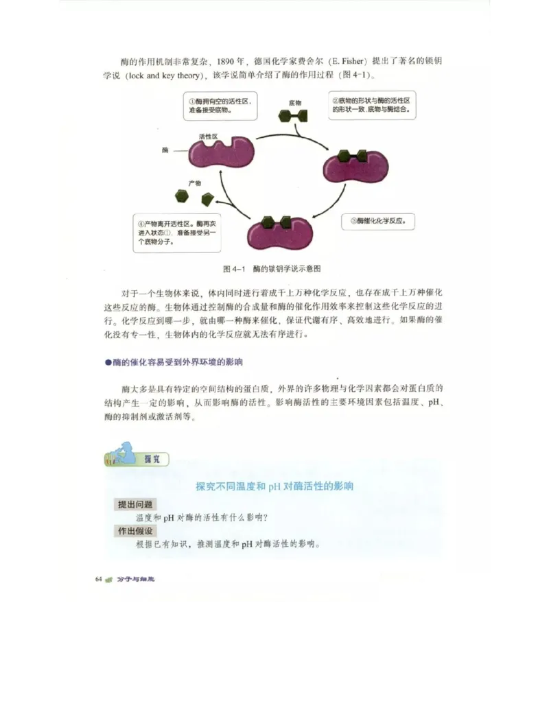 北师大版高中生物必修1电子课本_4-教培资料-26年最新资料-同步更新_初中高中教资_03科三专项（进去保存报考的学科即可）_02科三专项（笔记真题思维导图教学设计版本二）