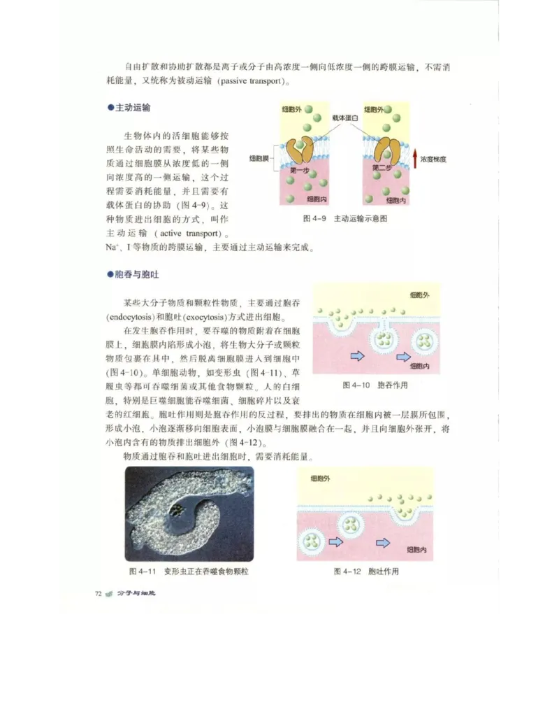 北师大版高中生物必修1电子课本_4-教培资料-26年最新资料-同步更新_初中高中教资_03科三专项（进去保存报考的学科即可）_02科三专项（笔记真题思维导图教学设计版本二）