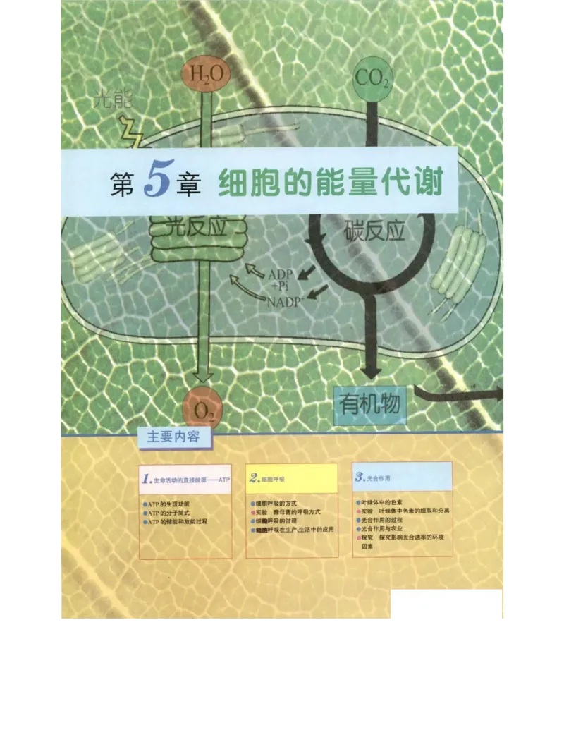 北师大版高中生物必修1电子课本_4-教培资料-26年最新资料-同步更新_初中高中教资_03科三专项（进去保存报考的学科即可）_02科三专项（笔记真题思维导图教学设计版本二）