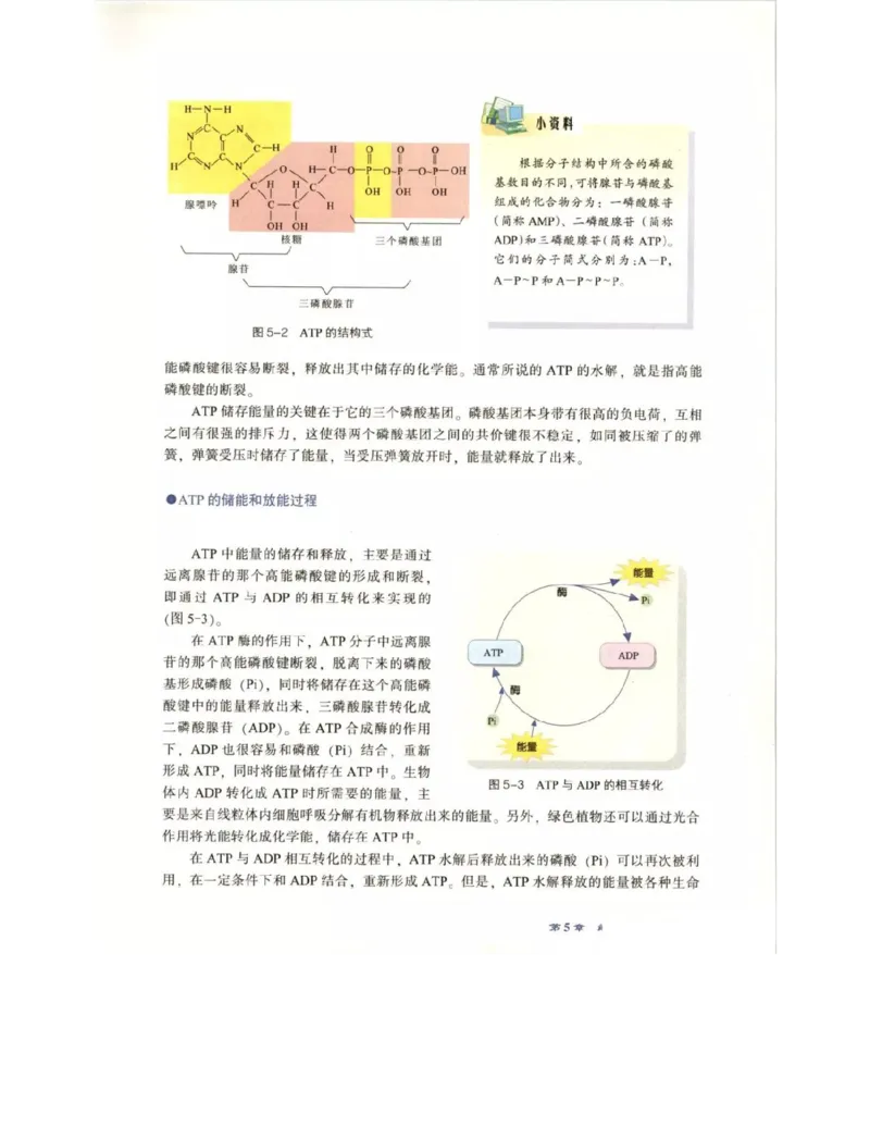 北师大版高中生物必修1电子课本_4-教培资料-26年最新资料-同步更新_初中高中教资_03科三专项（进去保存报考的学科即可）_02科三专项（笔记真题思维导图教学设计版本二）