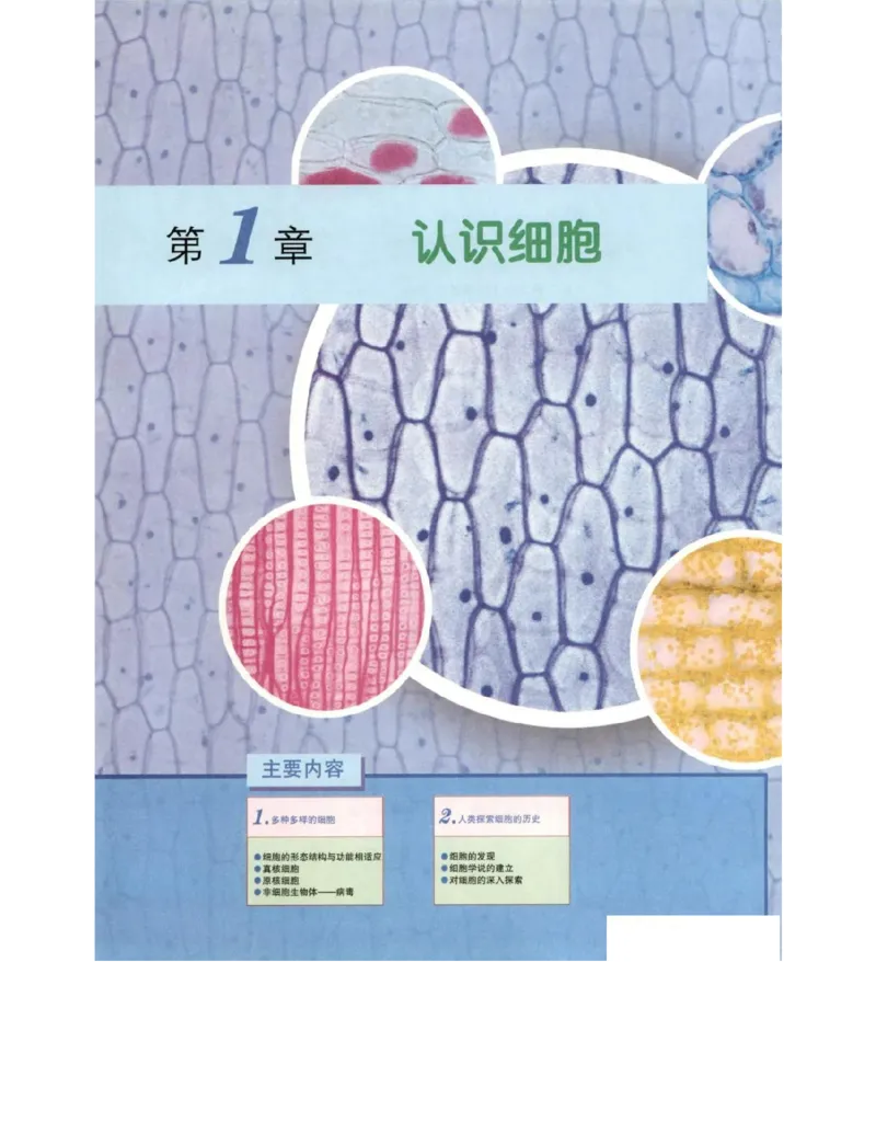 北师大版高中生物必修1电子课本_4-教培资料-26年最新资料-同步更新_初中高中教资_03科三专项（进去保存报考的学科即可）_02科三专项（笔记真题思维导图教学设计版本二）